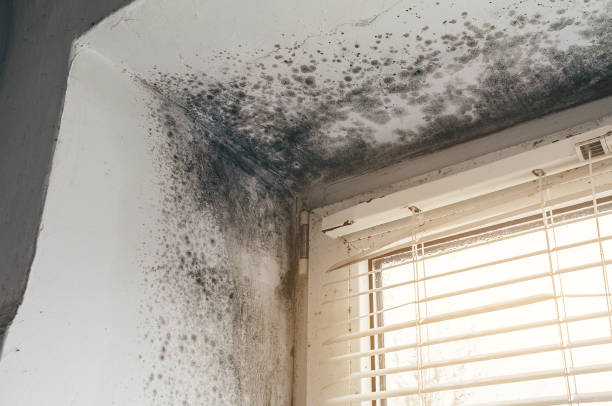 Trusted Mold Inspection service in Hooversville, PA - Cheap Mold Removal